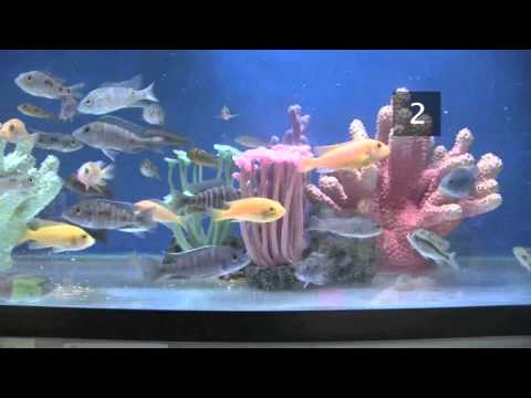 exotic fish tanks your home