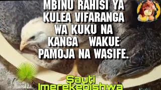Mbinu Rahisi Ya Kulea Vifaranga Wa Kuku Na Kanga   Wakue Pamoja na Wasife.