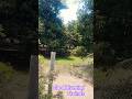 Mango fruits trees view roadside areas #vlogs