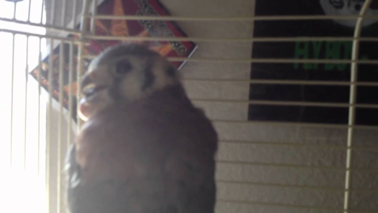 hickerous-the-kestrel-falcon-has-tumor-on-cheek-youtube