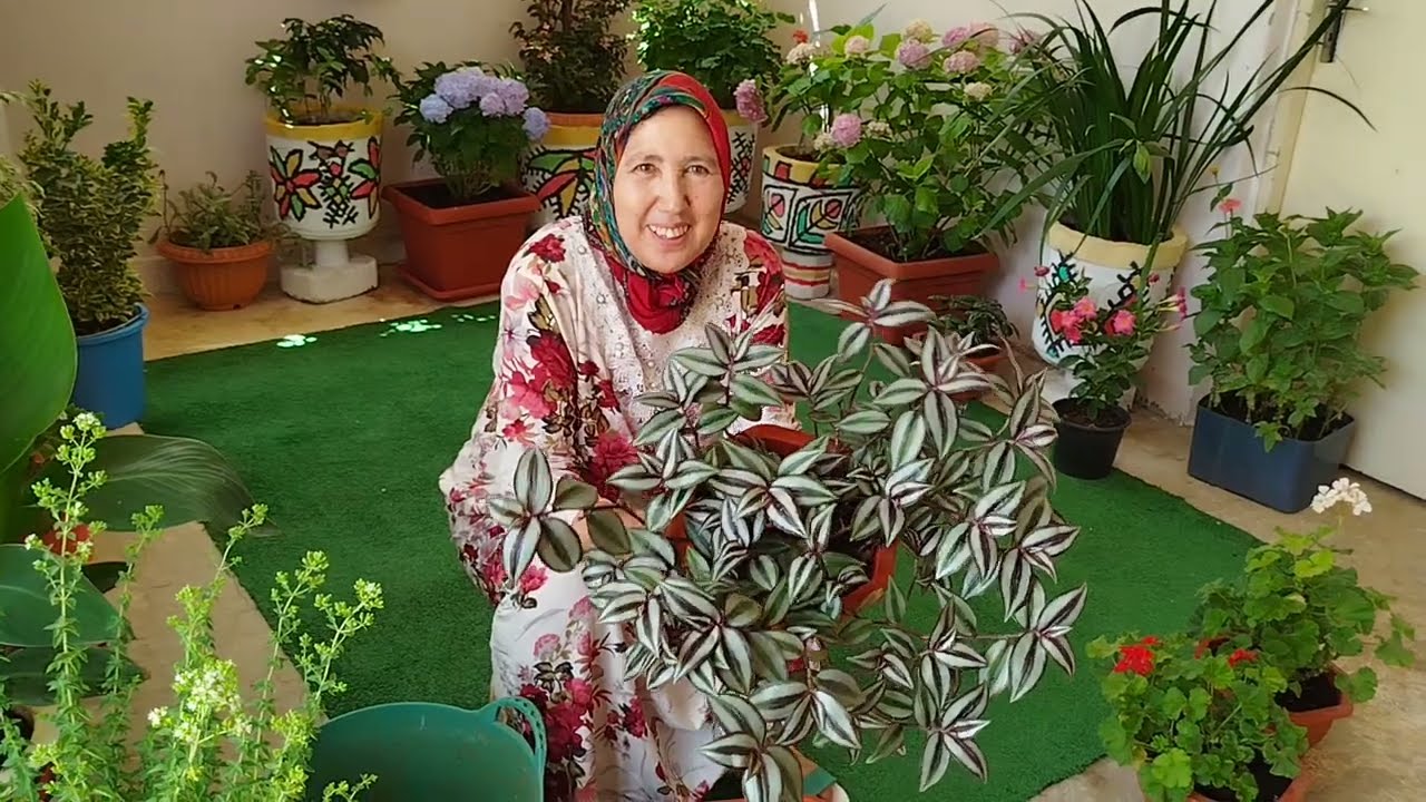 نبتة تزيد حديقتكم جمالية طريقة العناية بها بالتفاصيل مع أمي إيطو إنها الزبرينة الفضية