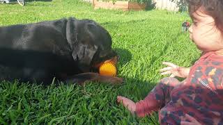 Rottweiler sharing his toy with a one year old.