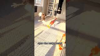 Pukulan Sdane Halek Part 2 ayam ayamlucu ayamjago ayamhias salamsatuhobi