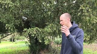 Yew tree pollen