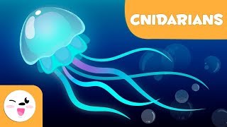 Cnidarians For Kids - Invertebrate Animals - Natural Science For Kids