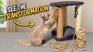 Fix your Cats Scratcher @Lifewithpets72