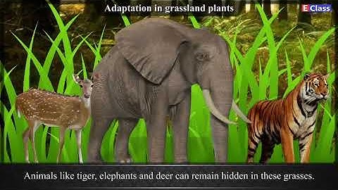 Std 7,Science chp 1 The Living World Adaptations and Classification,English Med,Balbharati syllabus.