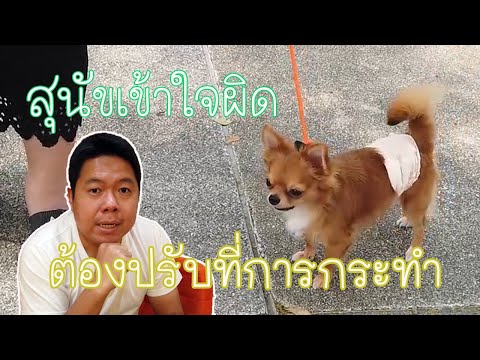 เมื่อสุนัขเข้าใจผิด ต้องปรับที่การกระทำ (ชิวาว่า)