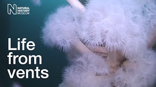 Life from vents | Natural History Museum