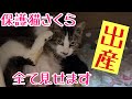 猫の出産【保護猫さくら】感動と涙の子猫誕生までをありのままお伝えします＃保護猫＃子猫＃出産#kitten