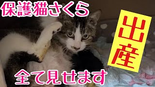 猫の出産【保護猫さくら】感動と涙の子猫誕生までをありのままお伝えします＃保護猫＃子猫＃出産#kitten