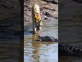 Tiger vs Alligator at the shallow water river