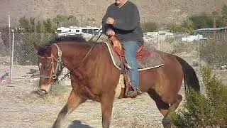 Adam Rivas riding the horse file#PC180865