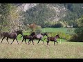 Le troupeau de chevaux SHAGYAS LEVA NEVE