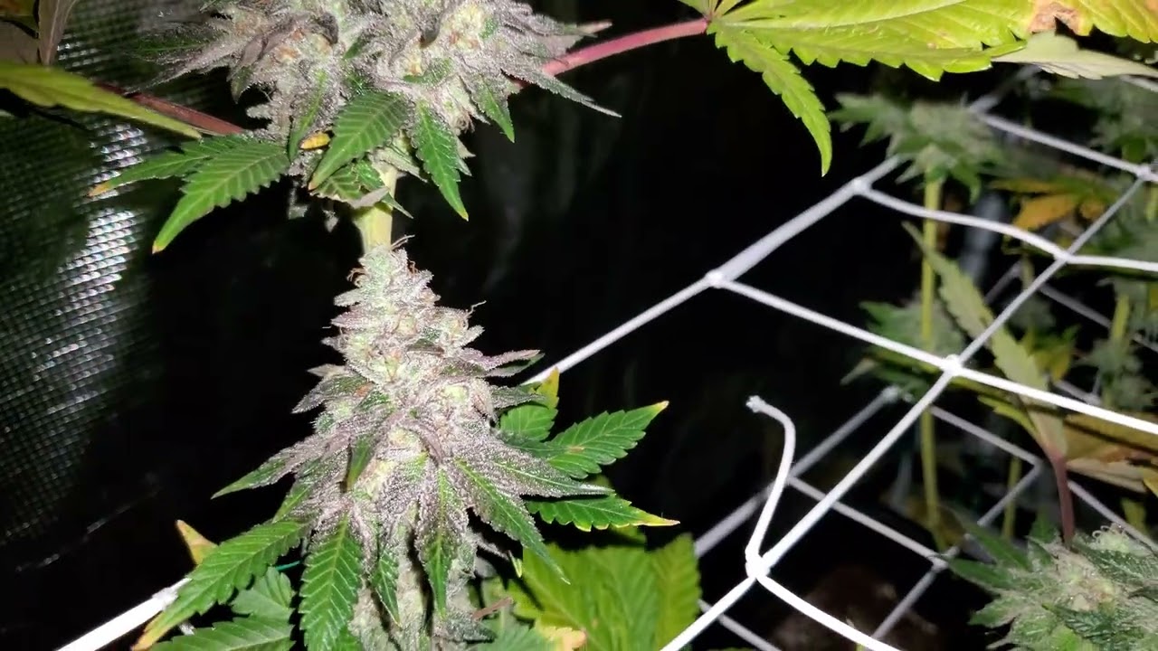 Lemon Cherry Gelato Flowering day 60 / Barneys Farm / Backpackboyz / Legal Grow