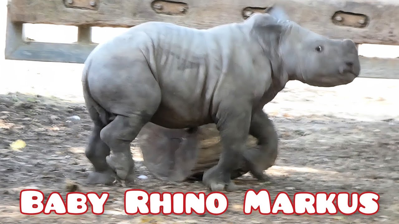 Baby Rhino Markus - YouTube