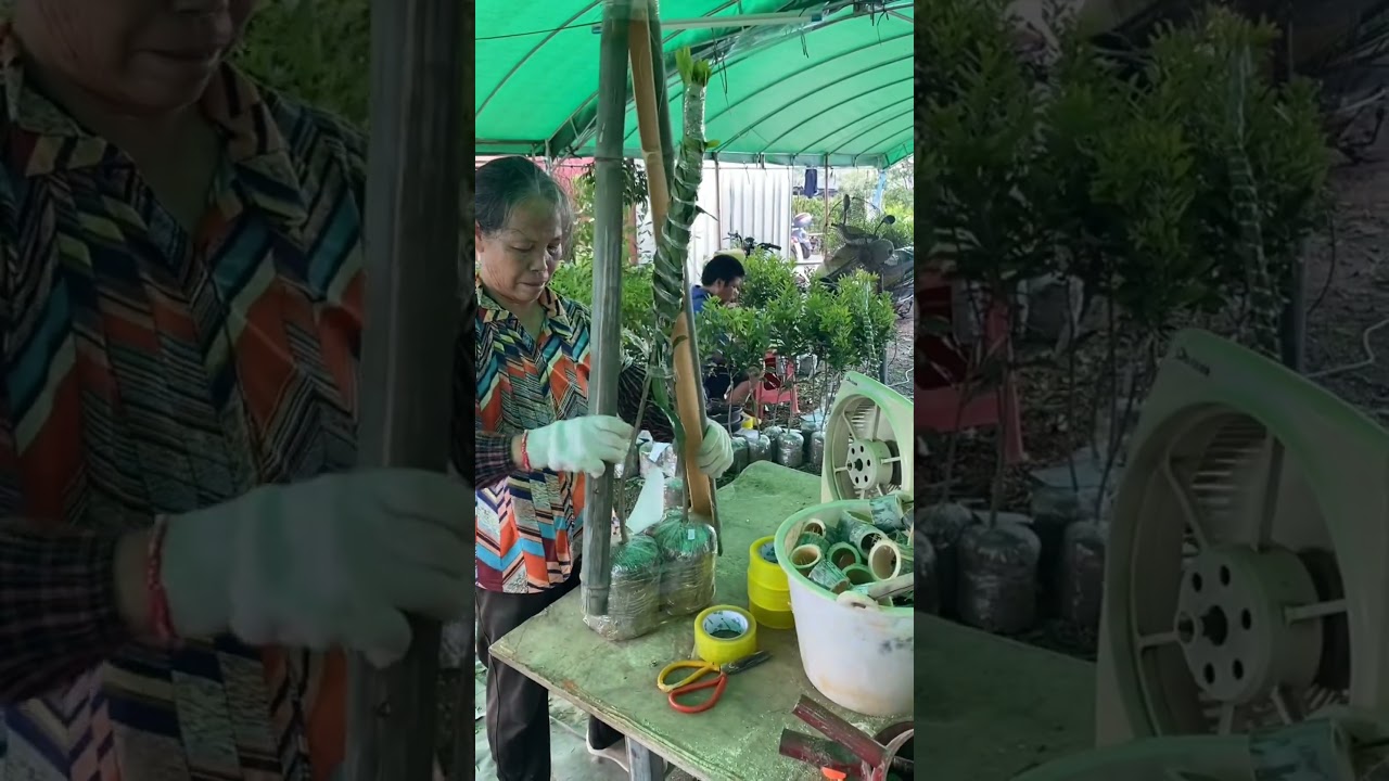 Fruit Seedlings Packing Techniques 