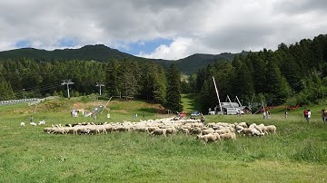 MON BEAU CANTAL N° 101 Transhumance des moutons arrivée Le Lioran juin 2017