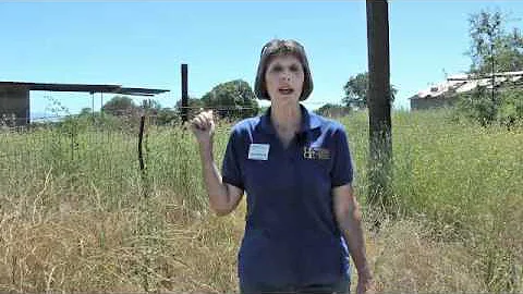 Time to plan your yellow starthistle attack