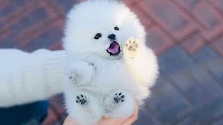 Cute Puppy Sound (Part2) by  Army Animals 14,400 views 2 months ago 2 minutes, 9 seconds