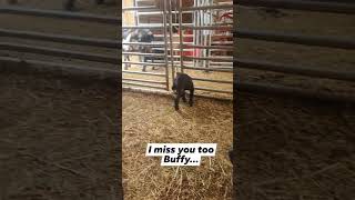 I'm Not Sure Who Is More Needy, The Baby Goat Or Her Mom. Volume Up To Hear Them Talk & Yell.