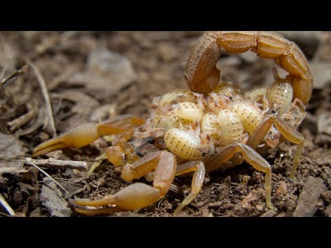 Video: Amazing kab - scorpions