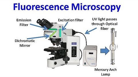 Fluorescence Microscopy