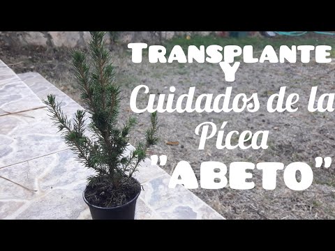 Video: ¿Qué tan grande crece una picea de Noruega?