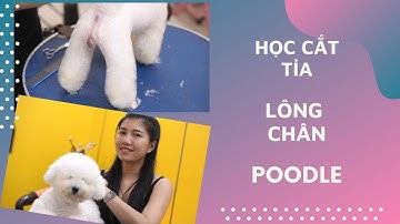 HỌC CẮT LÔNG CHÂN CHÓ POODLE ĐƠN GIẢN ( phần 1)