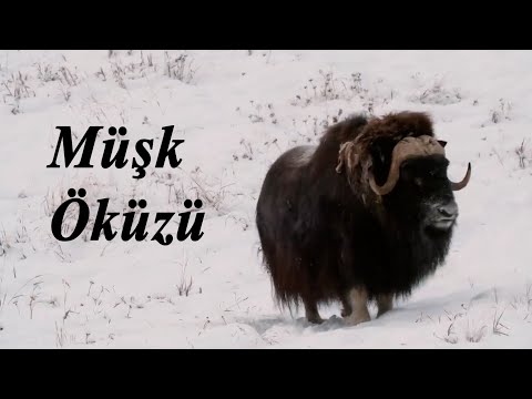 Video: Müşk öküzü: həyat tərzi xüsusiyyətləri