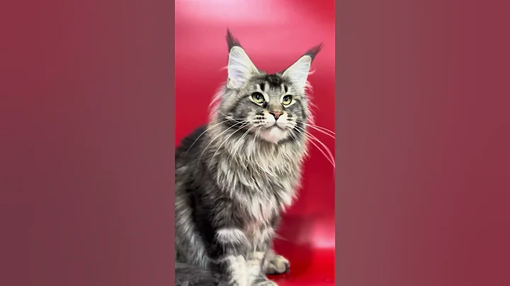 Video 6001541: color maine coon, maine coons born, male maine coon