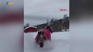 Ntv Karda Oynayan At Milyonlarca Kez Izlendi