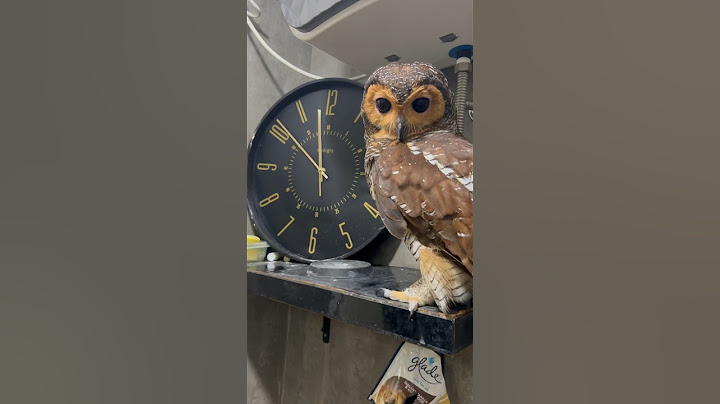 Mandi malam bersama burung hantu #burunghantu #owl #animalfunny #animal #animalhumor