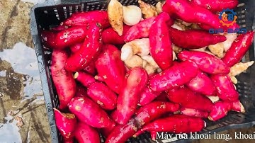 MÁY RỬA KHOAI LANG, CÀ RỐT, CỦ GỪNG, ĐẬU PHỘNG,...CÔNG SUẤT 30KG/MẺ - MÁY RỬA NÔNG SẢN MINI