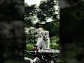ktm 390 Motorcycle | Bike status, Duke bike, Biker photography