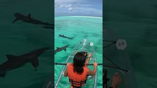 🐬 HERO DOLPHIN! 🦈 Saves Woman in Crystal Kayak From SHARKS! (Incredible AI Video)