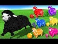 Funny Gorilla On Tractor Toys For Kids - Baa Baa Black Sheep Nursery Rhymes | Learn Colors