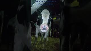 LUDE KRAVE 😃😄