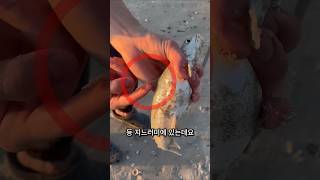의외로 모르는 메기의 비밀