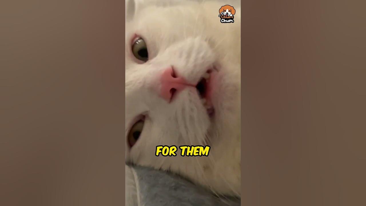 Why Do Cats Steal Our Pillows? 😺🛏️💤 YouTube