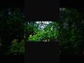 Rainey day ⛈️ #shorts #rain #nature #rainsounds #travel