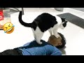 😂YOU LAUGH YOU LOSE! 😹Funny Moments Of Cats Videos Compilation - Funny Cats Life