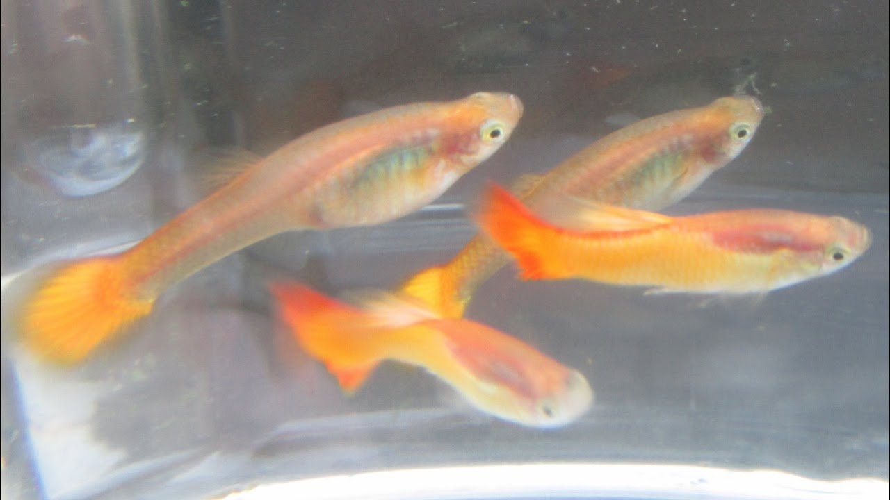 Advanced Guppy Breeding Compare Guppies Of Same Age Youtube