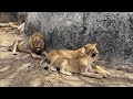 Ruaha National Park Tanzania Mwaguzi River Full Day Safari 2025