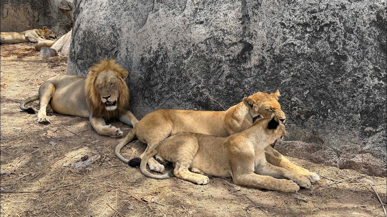 Ruaha National Park Tanzania, Mwaguzi River Full Day   Safari 2025