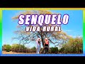 SENQUELO CAUTIVO - PUEBLO ESCONDIDO |  OLMOS  | TRAVELERAS