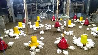 Cara Mengatasi Ayam Broiler Kerdil
