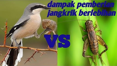 DAMPAK POSITIF DAN NEGATIF PEMBERIAN JANGKRIK PADA BURUNG CENDET