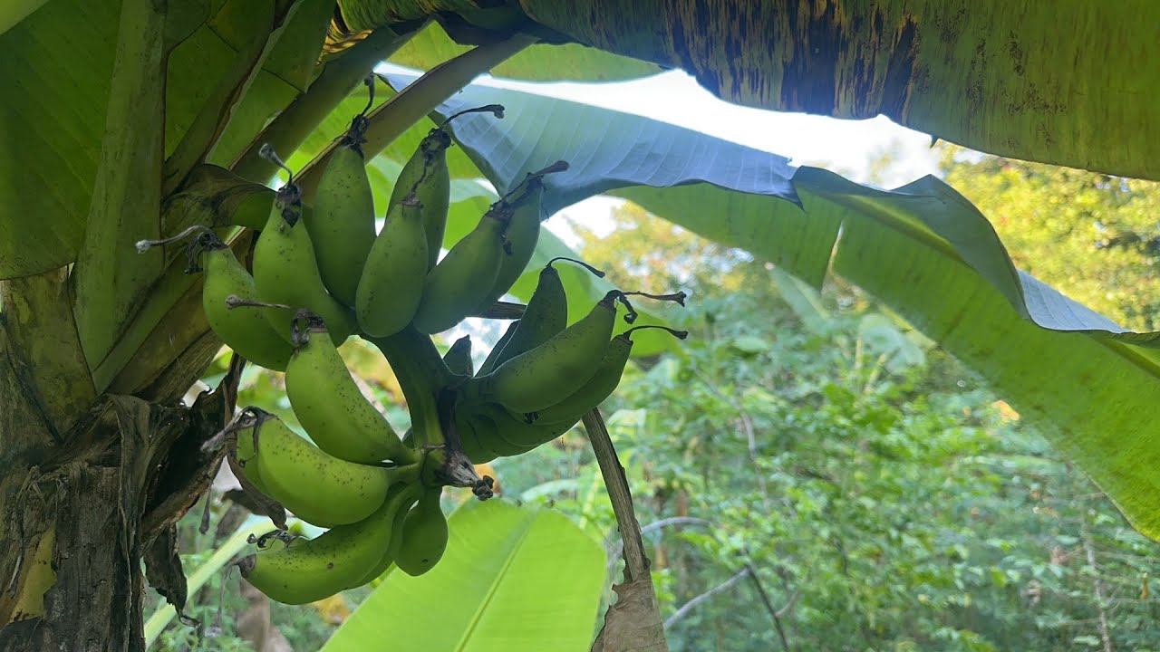 ❌NO DISPONIBLE❌ finca frutal cerca de el aeropuerto 3 lotes 11x23   | CRV EL SALVADOR