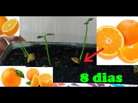 ¿Cómo plantar un naranjo en maceta?
